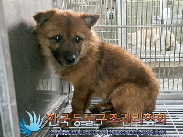 종료(안락사) 믹스…